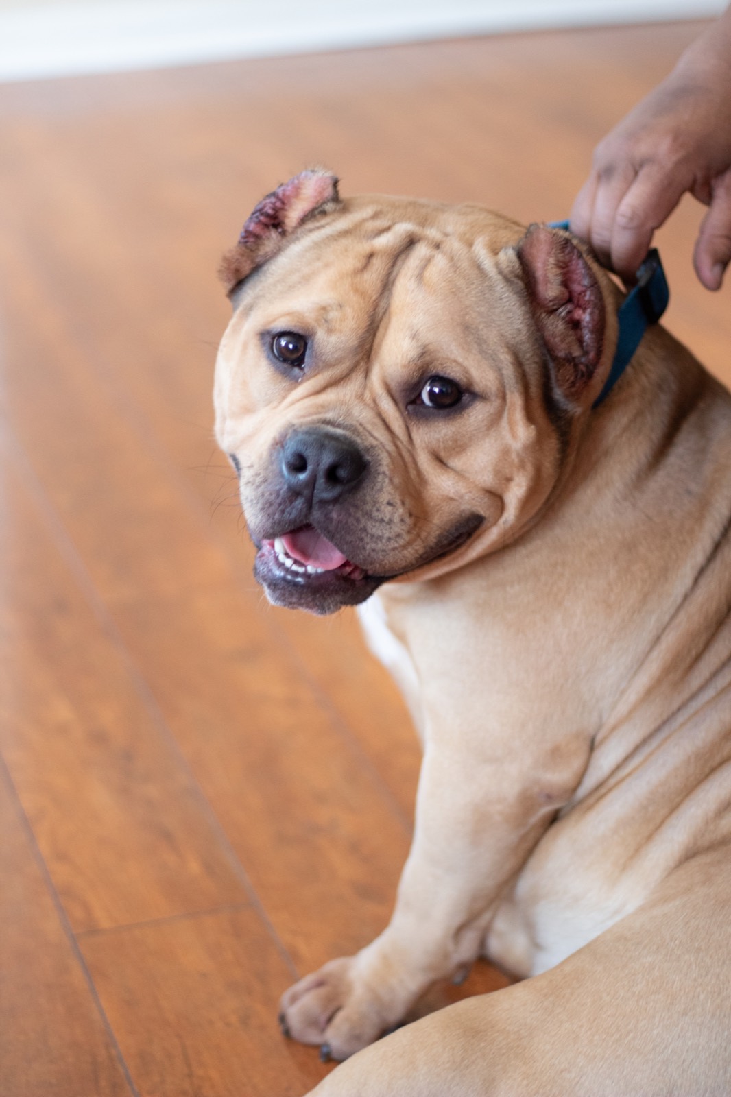 Dog portrait