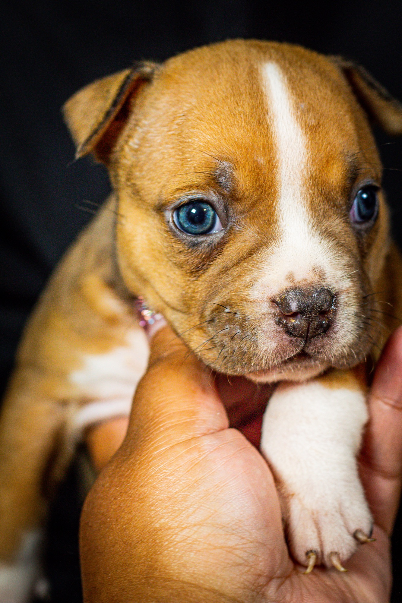 Puppy portrait
