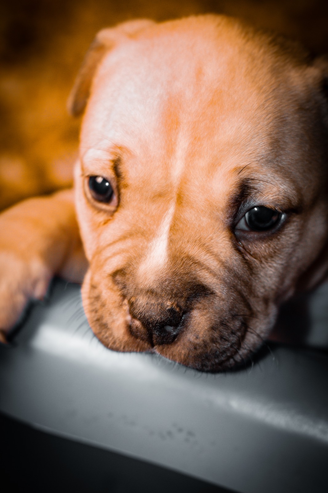 Puppy portrait with soft light
